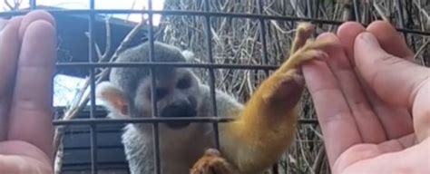 The Magic of Monkeys: Their Mesmerizing Reactions to Illusions